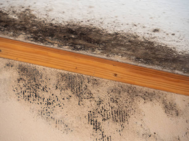Best Mold Documentation for Insurance Claims  in St Pauls, NC