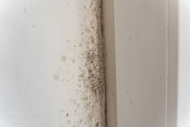 Best Black Mold Removal  in St Pauls, NC