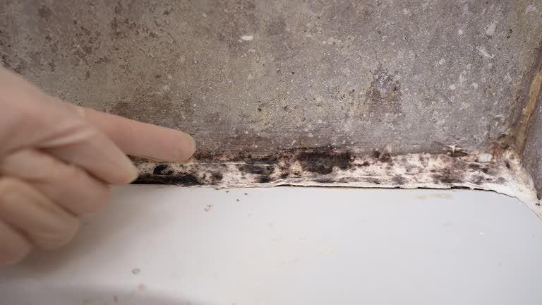 Best Mold Removal for HVAC Installations  in St Pauls, NC